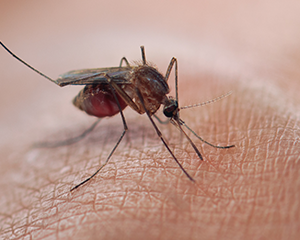 Vector-Borne Disease Awareness: Mosquitoes, Ticks and Other Pests (Portuguese)