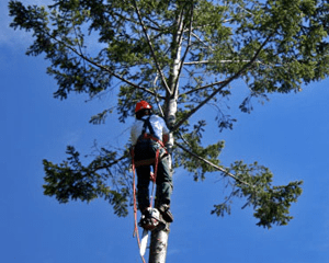 Tree Trimming Safety (US)