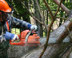 Logging and Chainsaw Safety (US)