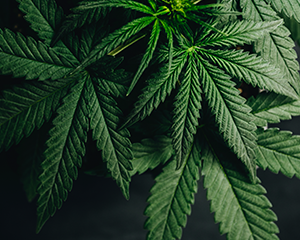 Cannabis Awareness Cannabis Awareness