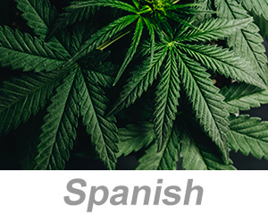 Cannabis Awareness (Spanish)